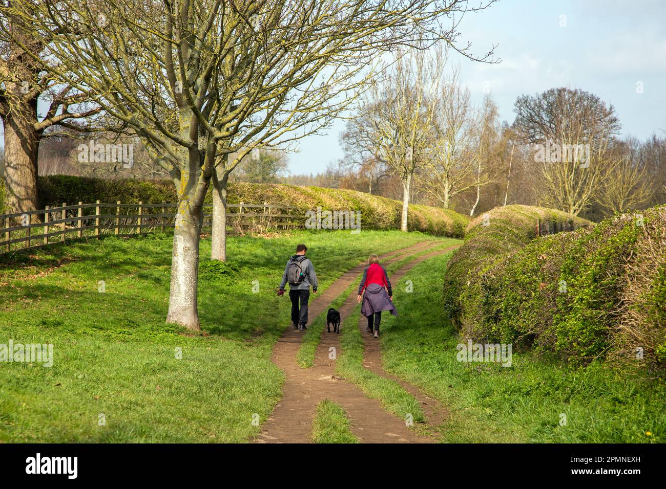 Couple marchant un chien le long d'un sentier de campagne tout à fait vert dans la campagne du Yorkshire du Nord près de Ripon Banque D'Images