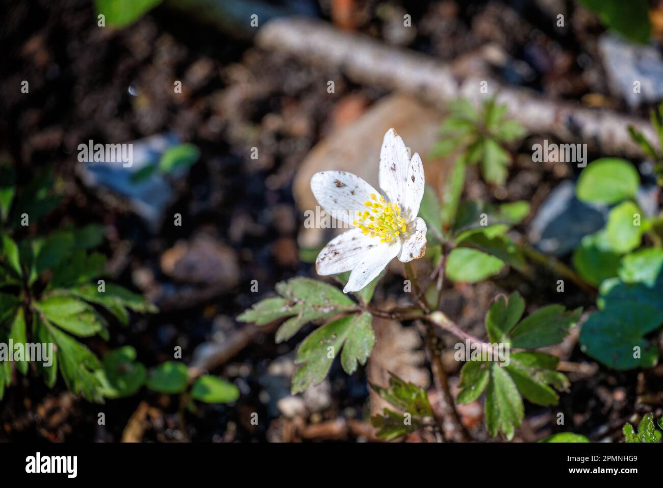 Une seule source Anenmone dans une forêt au Danemark Banque D'Images