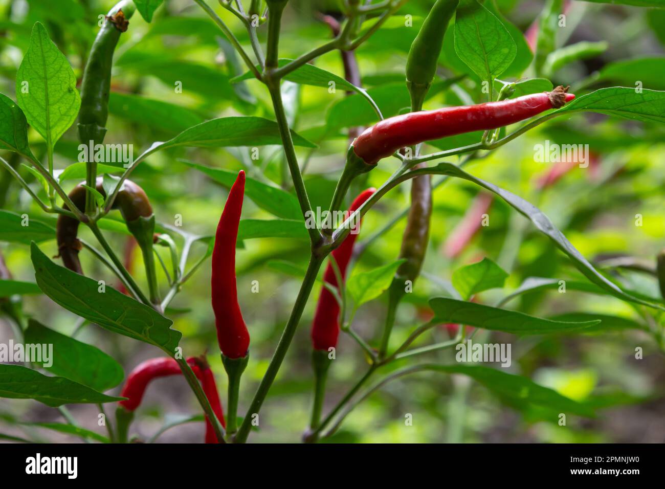 De beaux piments sur les buissons. Piments rouges à la ferme. Poivrons rouges chauds dans le jardin. Banque D'Images