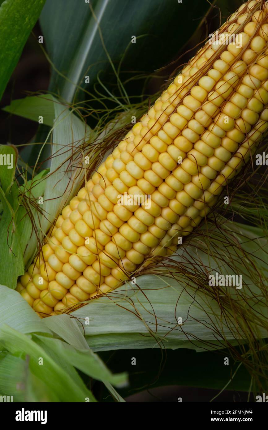 Épis de maïs dans une plantation de maïs. L'accent principal est mis sur le corncop. Champ de maïs jeune et vert pendant l'été. Concept d'agriculture, de production, de maïs et Banque D'Images