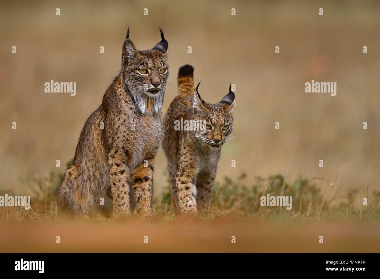 Lynx ibérique, Lynx pardinus, mère avec un jeune chaton, chat sauvage endémique à la péninsule ibérique dans le sud-ouest de l'Espagne en Europe. Rare chat marche dans la nat Banque D'Images