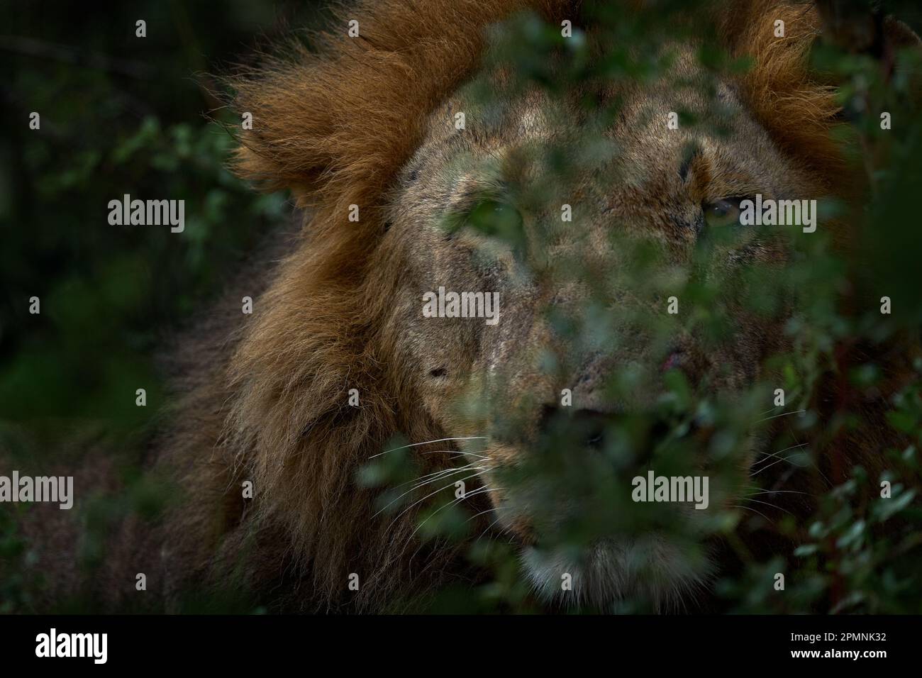 Lion caché derrière la branche des arbres dans le delta de l'Okavango, au Botswana. Safari en Afrique. Lion africain dans l'herbe, avec belle lumière du soir. Faune sc Banque D'Images