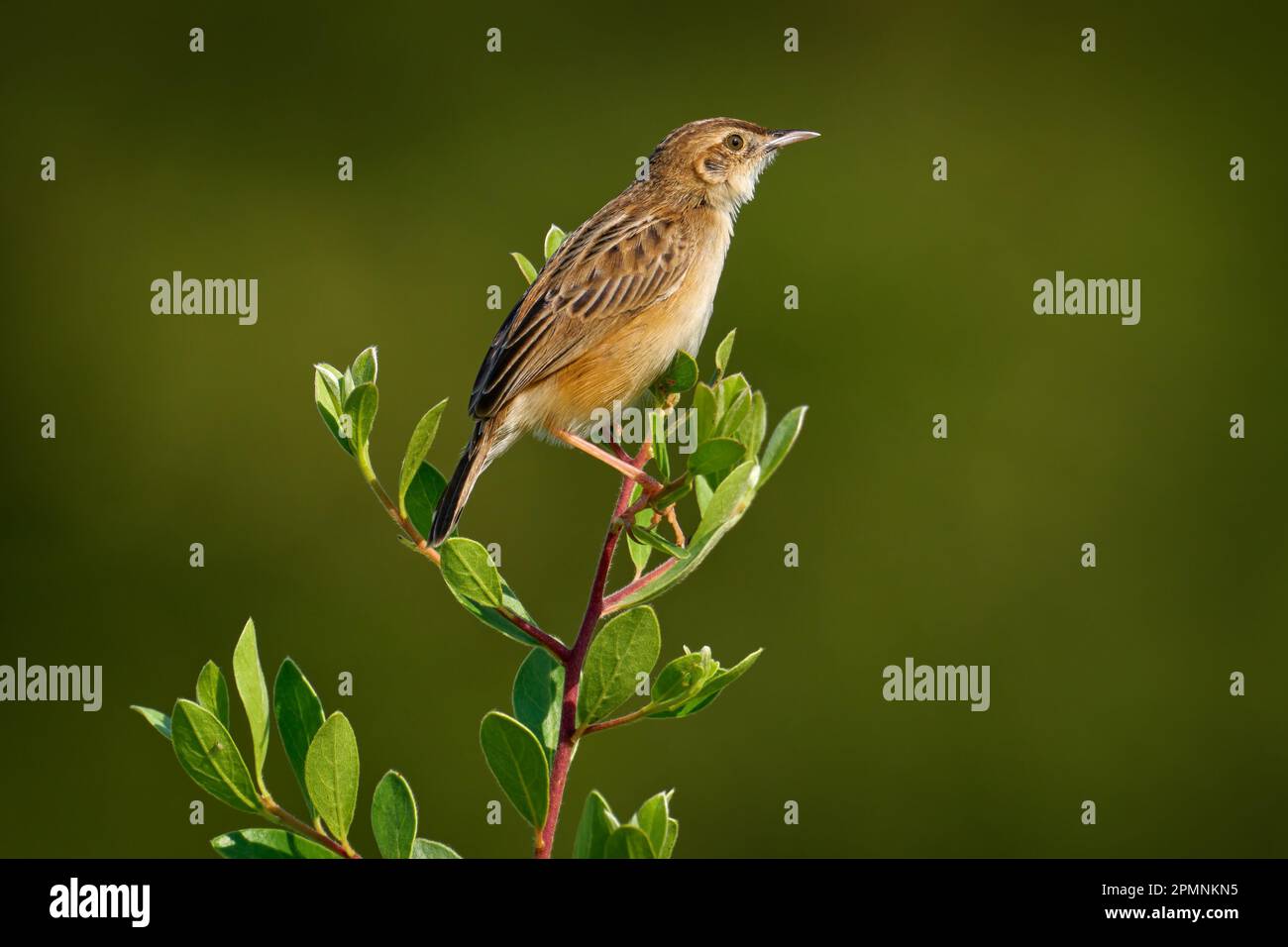 Zitting Cisticola, Cisticola juncidis, oiseau dans la nature, Okavango dewlta au Botswana Banque D'Images