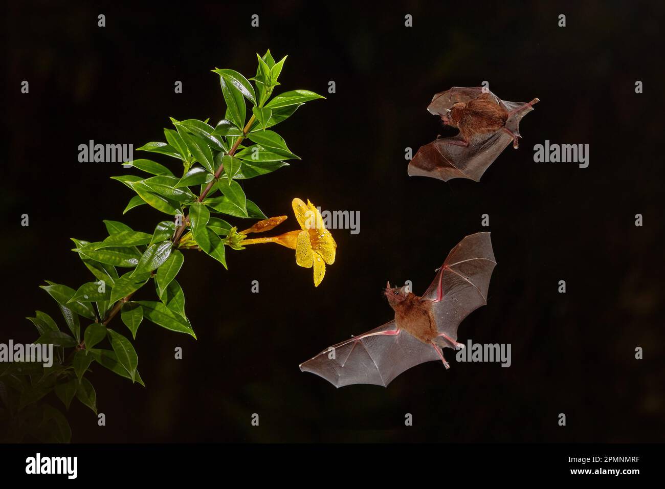 Nature au Costa Rica. Chauve-souris à nectar orange, Lonchophylla robusta, chauve-souris volante la nuit sombre. Animal nocturne en vol avec fleur fourrager jaune. Faune Banque D'Images