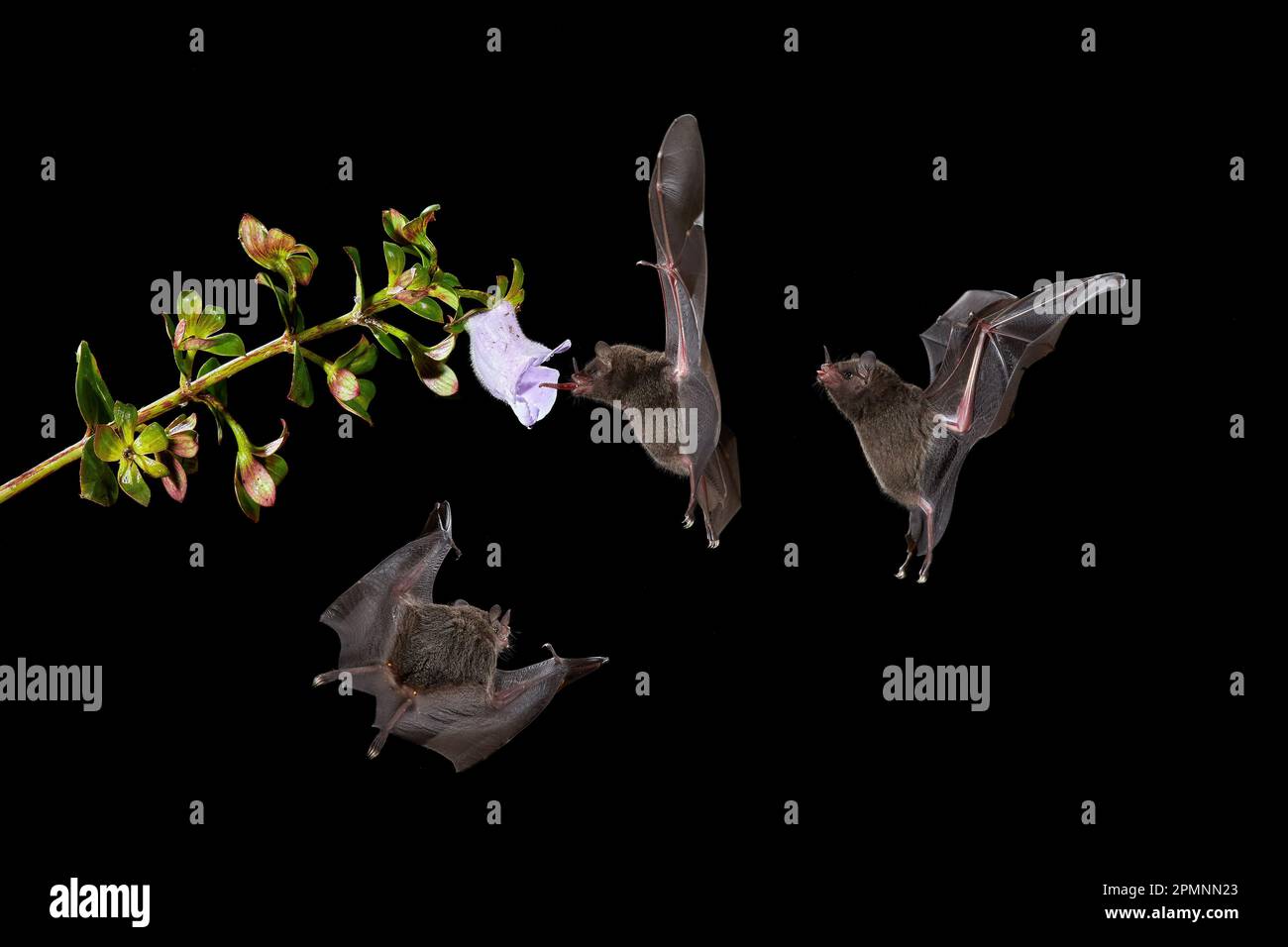 Animal nocturne en vol avec fleur rouge. Scène d'action de la faune de la nature tropique, Costa Rica. Nature nocturne, Bat long-tongued de Pallas, Glosso Banque D'Images
