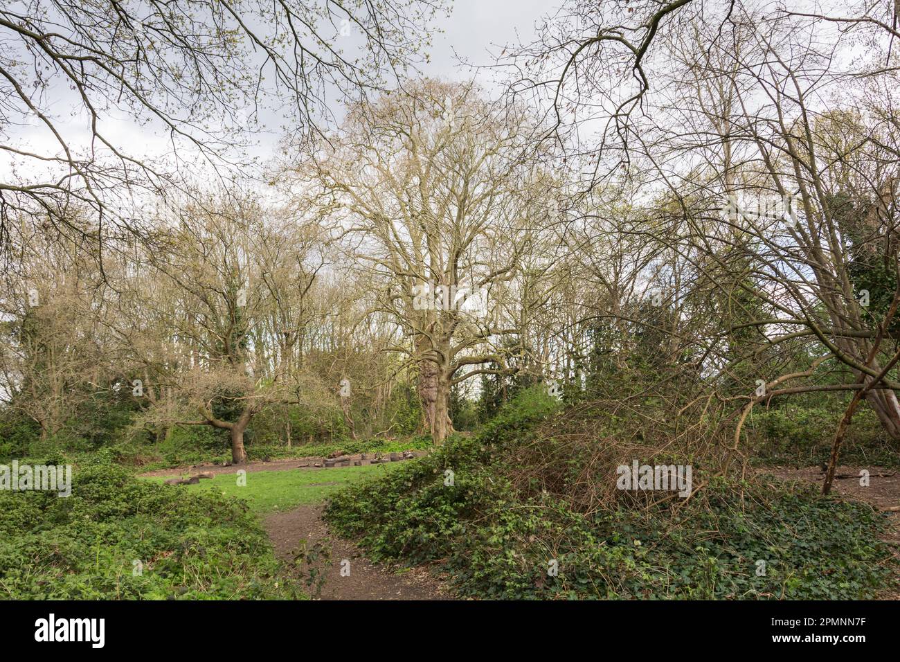 Barnie, le Barn Elms plane Tree (Platanus X hispanica), Barn Elms, Barnes, Londres, SW13, Angleterre, Royaume-Uni Banque D'Images