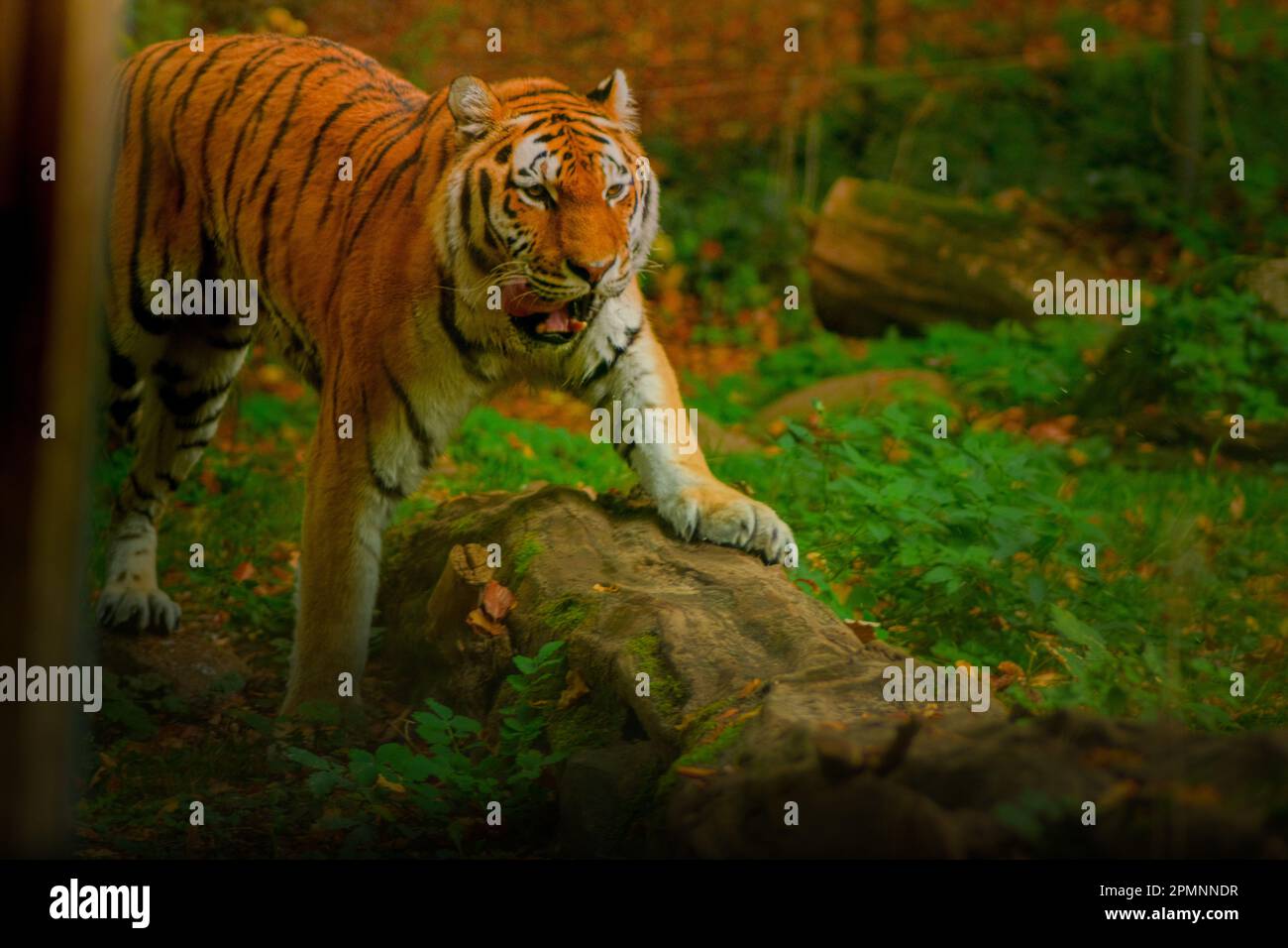 Tiger auf Baumstamm Banque D'Images