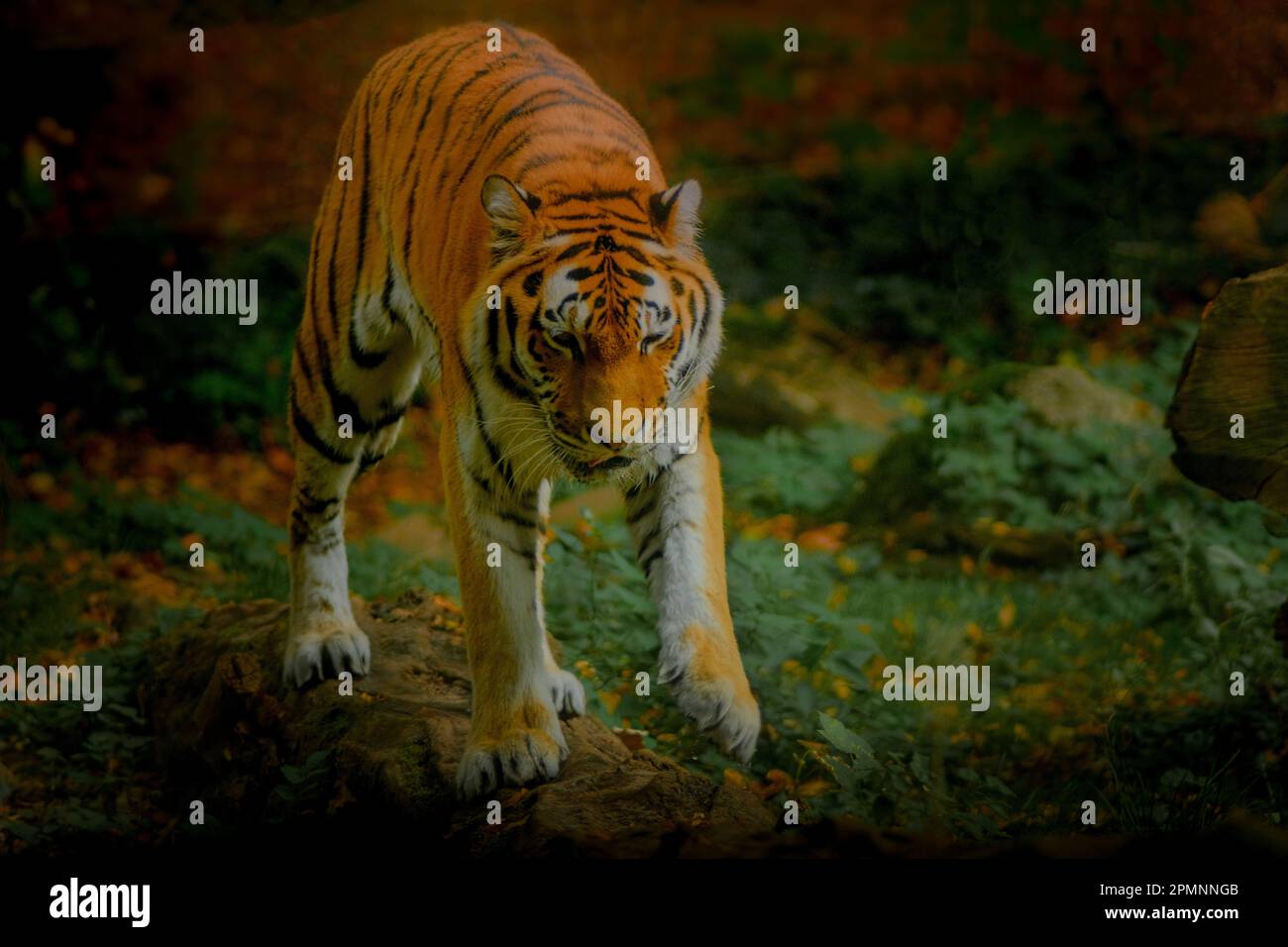 Tiger auf Baumstamm Banque D'Images