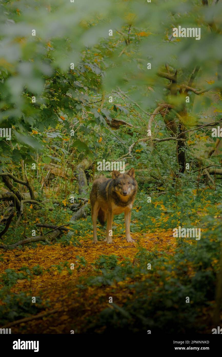 Wolf versteckt im Wald Banque D'Images