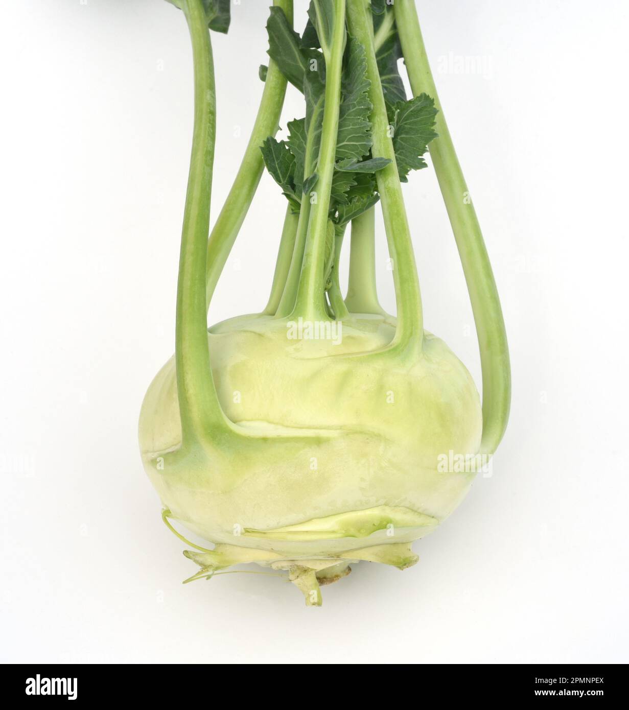 Kohlrabi, Brassica oleracea var. Gongylodes, ist eine wohlschmeckende Gemueseart und ist auch eine Heilpflanze. Kohlrabi, Brassica oleracea var. gongy Banque D'Images