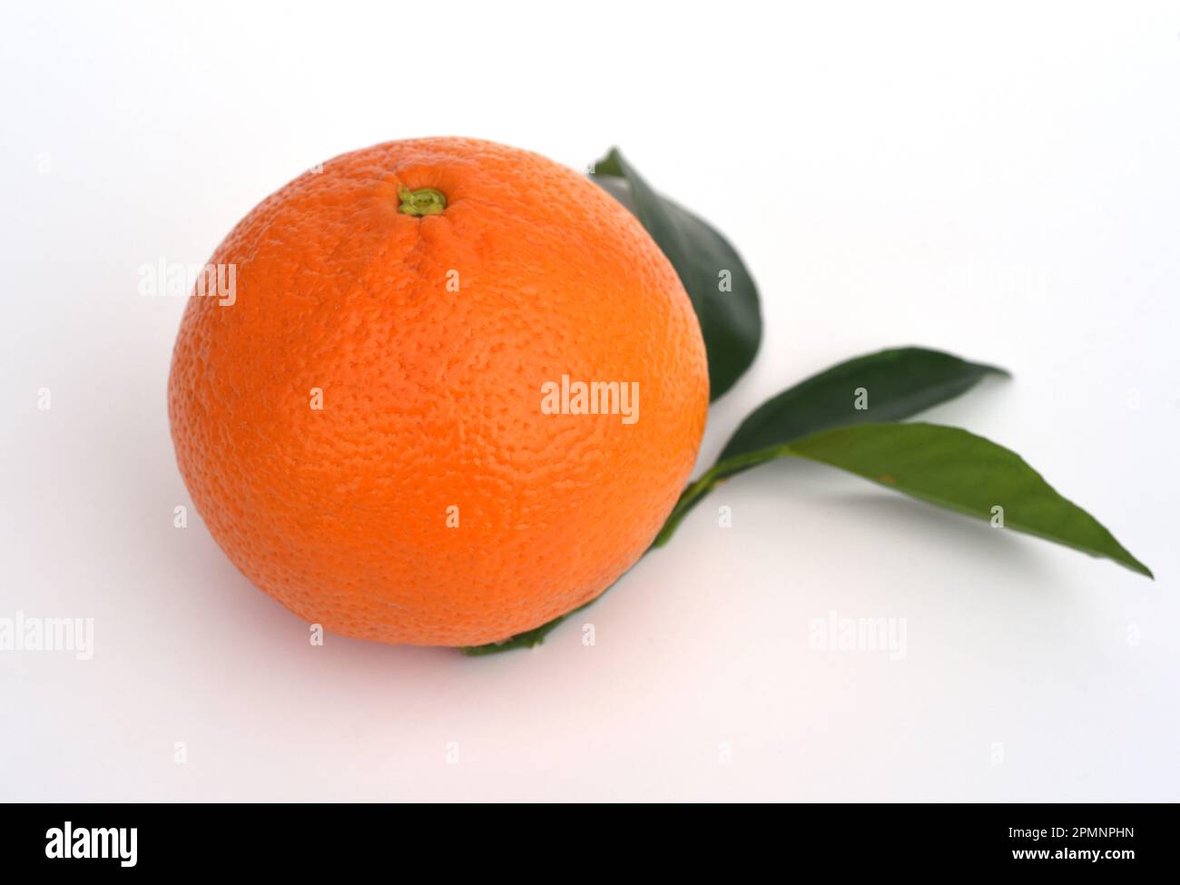Orange, Citrus sinensis, ist eine Frucht droits die auch als schnittholz Duftgeber verwendet wird. Orange, Citrus sinensis, est un fruit exotique qui Banque D'Images