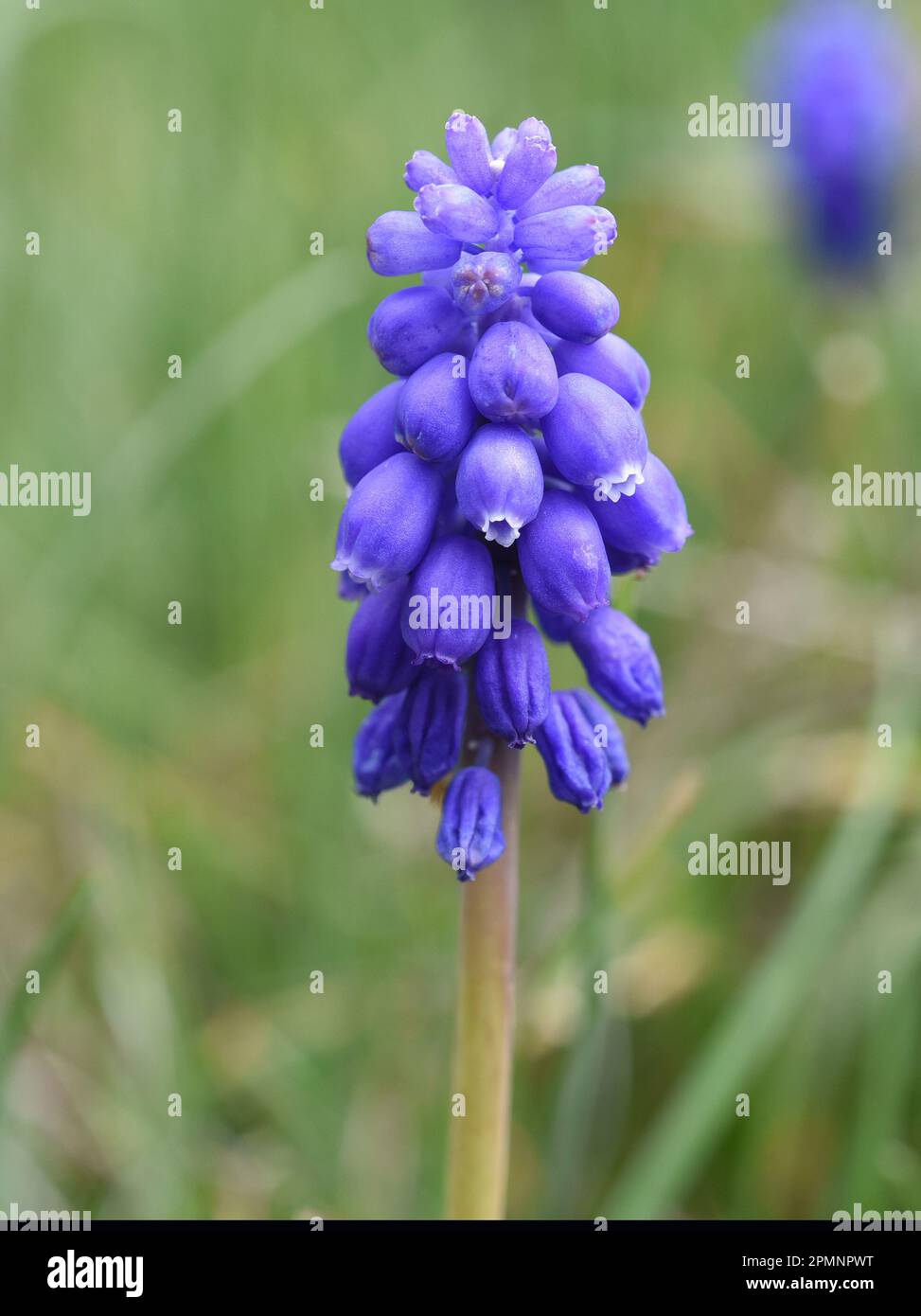 Traubenhyazinthe, Muscari latifolium, ist eine wachsende sauvage Blume mit blauen Bluten. La jacinthe de raisin, Muscari latifolium, est une fleur sauvage au bleu Banque D'Images