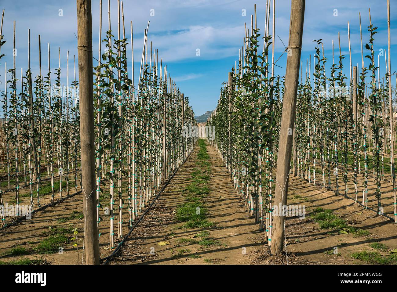 Vue à travers des rangées d'arbres dans une ferme de verger soutenue par des bâtons sur une journée ensoleillée en hiver ; Benissanet, Tarragone, Espagne Banque D'Images