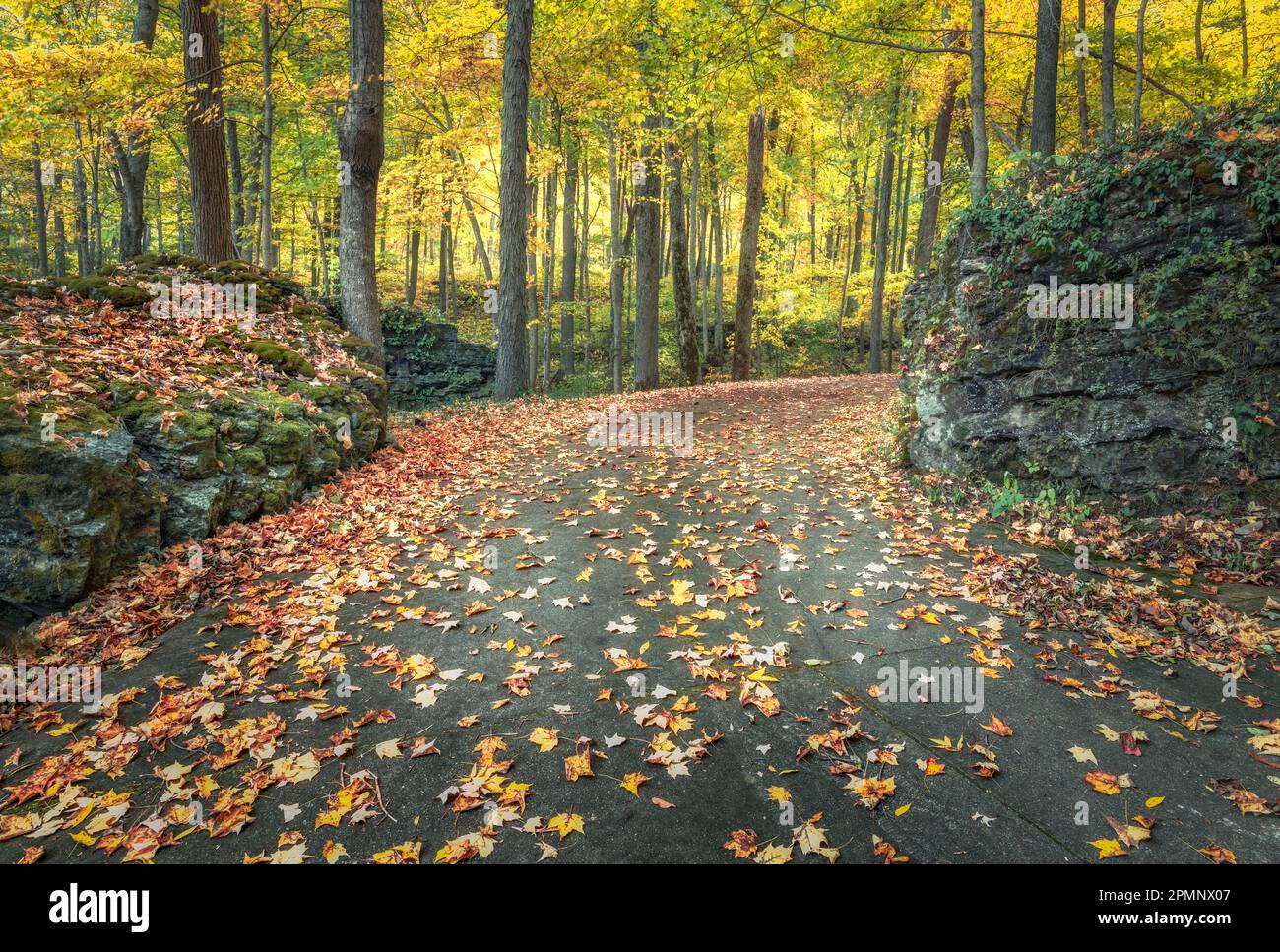Une scène automnale tranquille avec une route sinueuse bordée de feuilles vibrantes et multicolores Banque D'Images