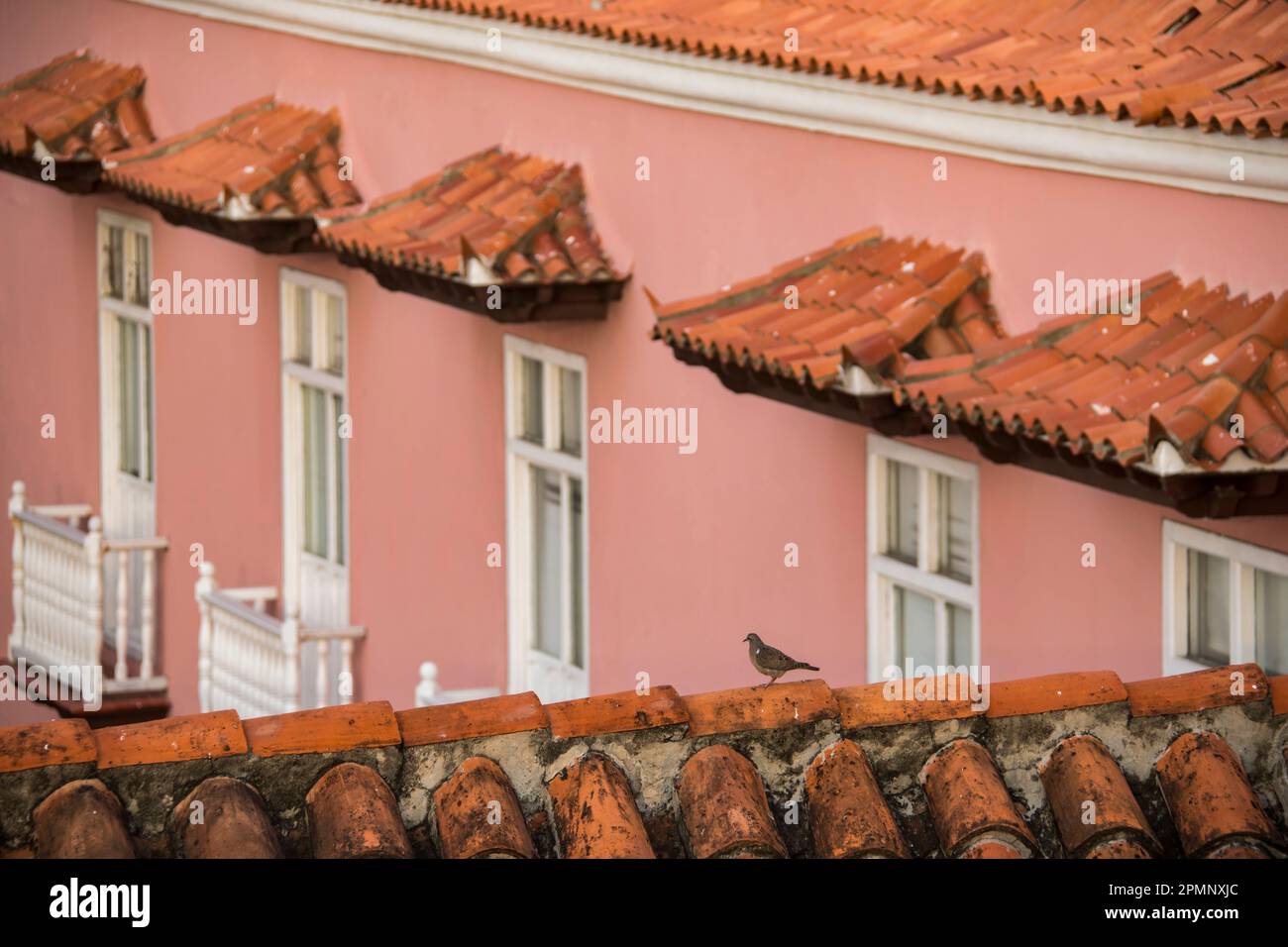 Détail architectural des bâtiments et un pigeon dans la ville fortifiée de Carthagène ; Carthagène, Bolivar, Colombie Banque D'Images