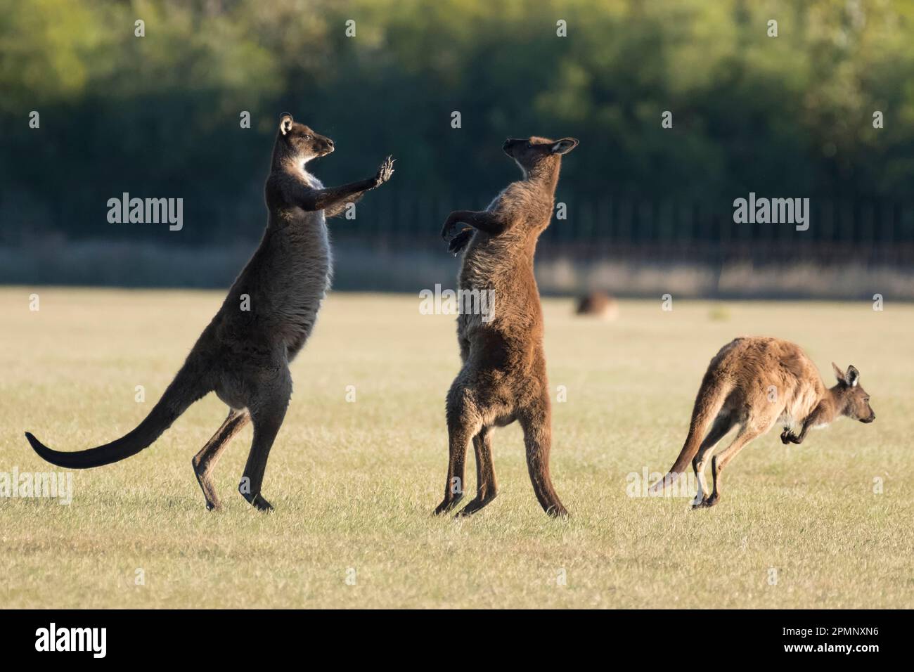 Kangourous (Macropus rufus) sur Kangaroo Island ; Adélaïde, Australie méridionale, Australie Banque D'Images