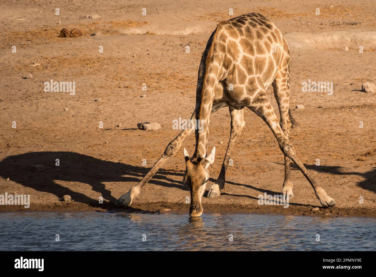 La girafe angolaise (Giraffa giraffa angolensis) boit dans un point d'eau du parc national d'Etosha ; Okaukuejo, Kunene, Namibie Banque D'Images