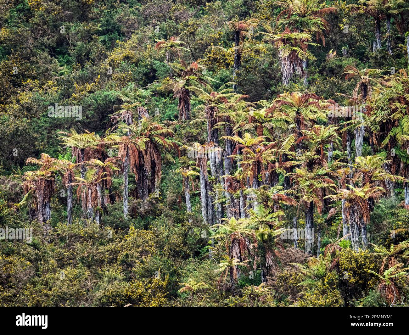 Fougères sauvages endémiques (Dicksonia squarrosa) dans une forêt de l'île du Sud en Nouvelle-Zélande ; Hokitika, Île du Sud, Nouvelle-Zélande Banque D'Images