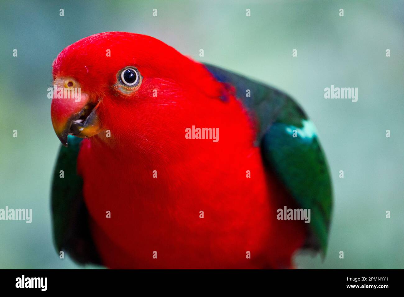 Portrait rapproché d'une femelle Eclectus perroquet (Eclectus roratus) ; Australie Banque D'Images