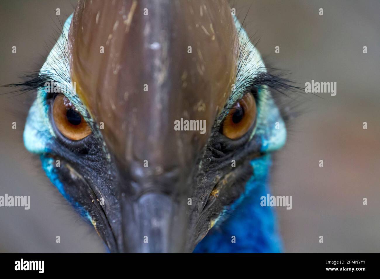 Gros plan d'un casoar du Sud (Casuarius Casuarius Casuarius johnsonii), un oiseau sans vol ; Australie Banque D'Images