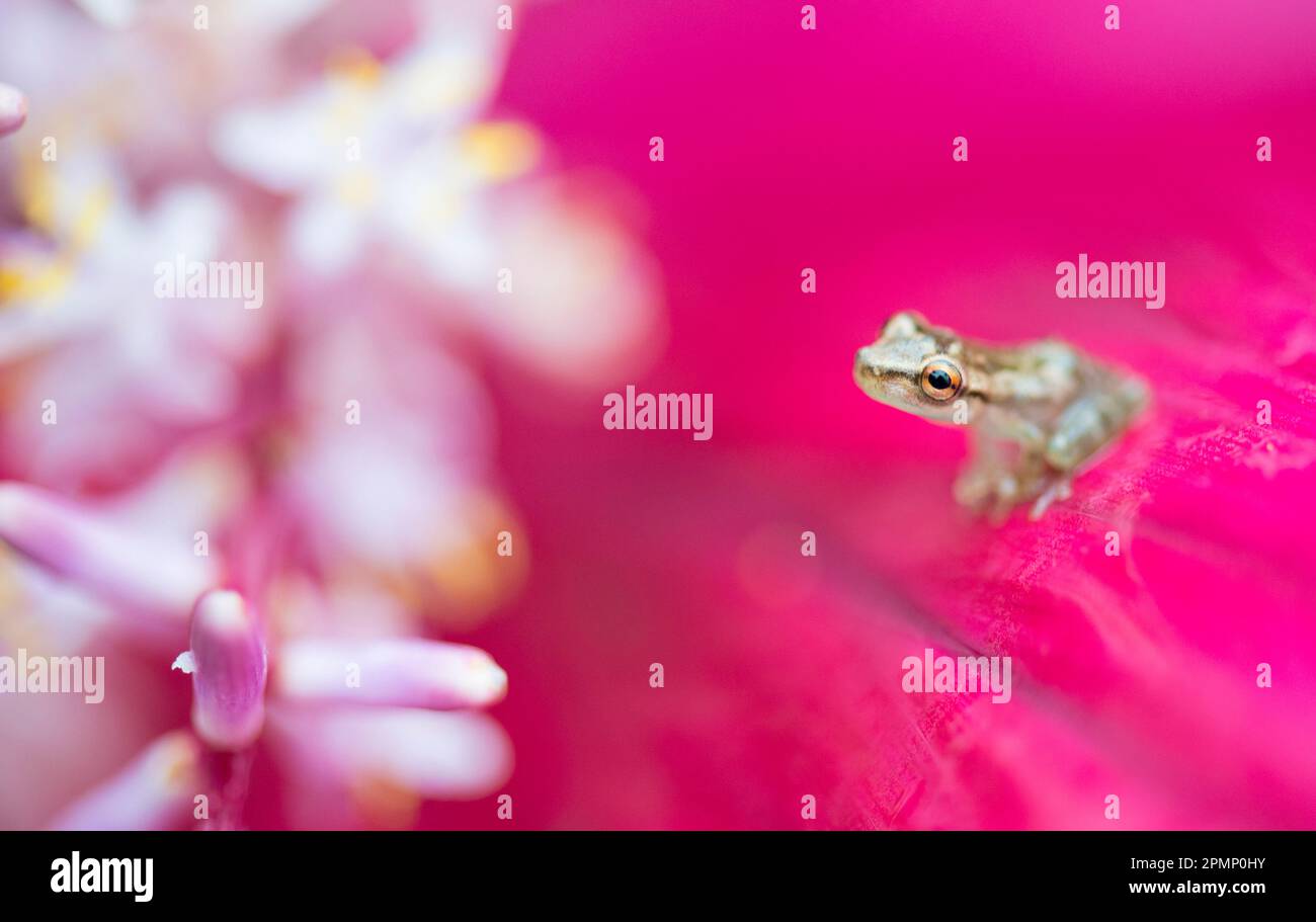 Minuscule grenouille en verre (Centrolenidae sp.) Assis sur une fleur Cordyline terminalis Kunth ; Costa Rica Banque D'Images
