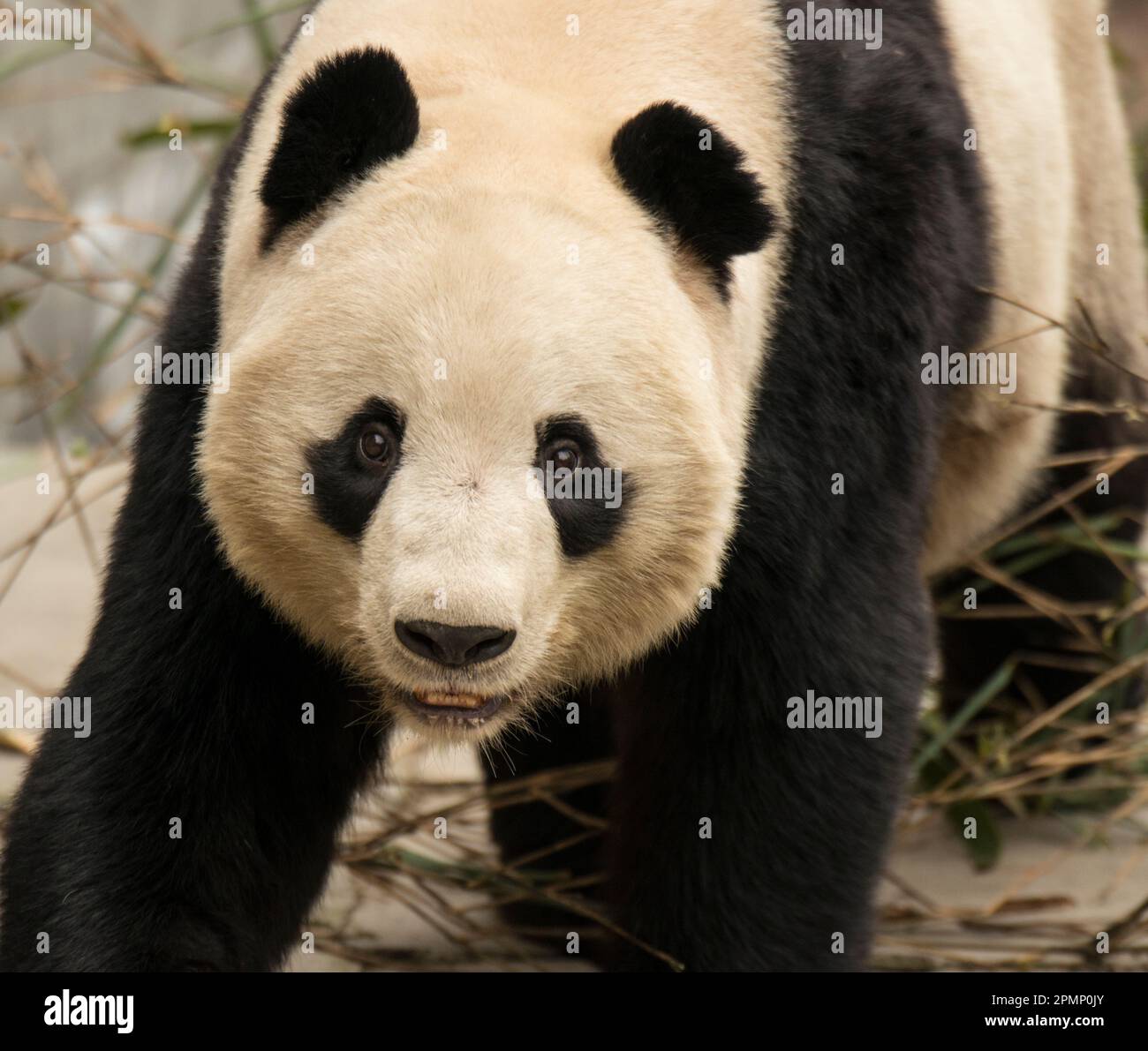 Portrait en gros plan d'un ours Panda (Ailuropoda melanoleuca) au centre de recherche de Chengdu ; Chengdu, province du Sichuan, Chine Banque D'Images
