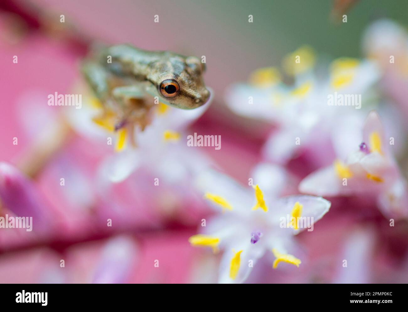 Minuscule grenouille en verre (Centrolenidae sp.) Assis sur une fleur Cordyline terminalis Kunth ; Costa Rica Banque D'Images