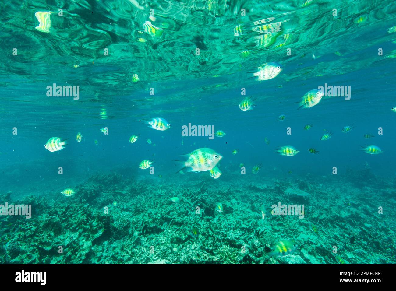 Poissons nageant dans les eaux peu profondes au large de Palau ; République de Palau Banque D'Images