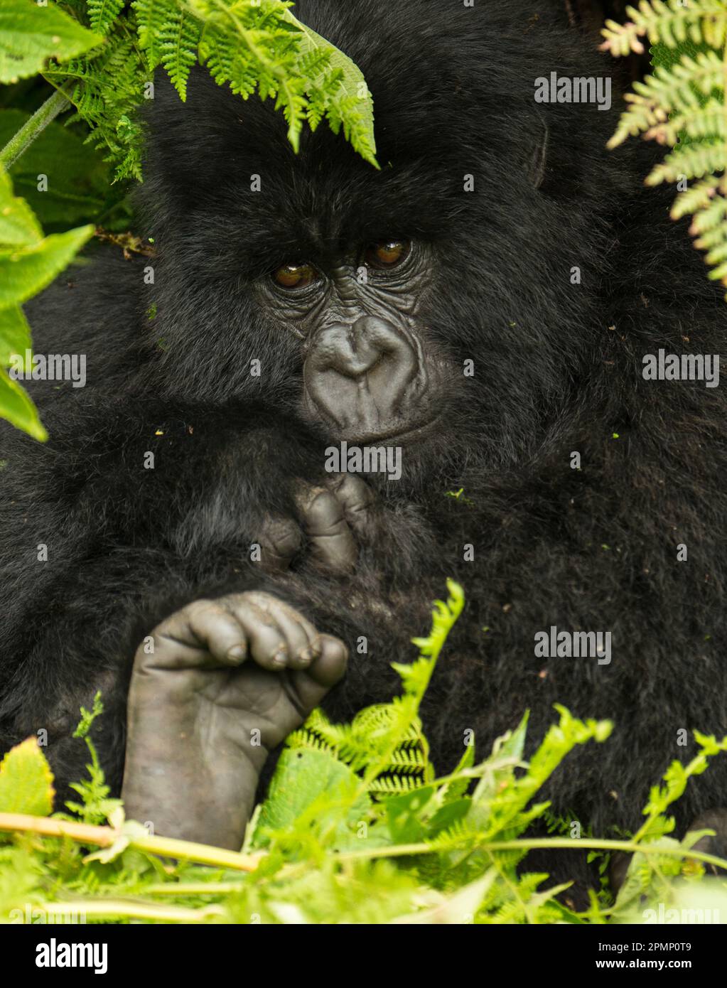 Portrait d'un gorille de montagne (Gorilla beringei beringei) du Groupe Hirwa dans le Parc national des volcans ; Rwanda Banque D'Images