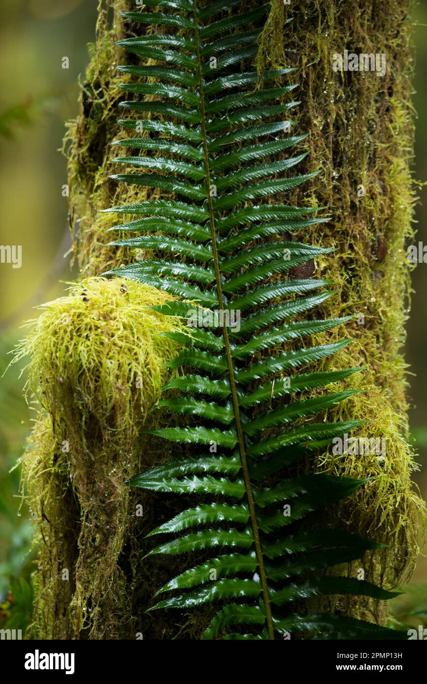 Gros plan d'une fronde de fougère sur un arbre couvert de mousse dans le Hall of Mosses Trail dans la forêt tropicale de Hoh du parc national olympique, Washington, États-Unis Banque D'Images