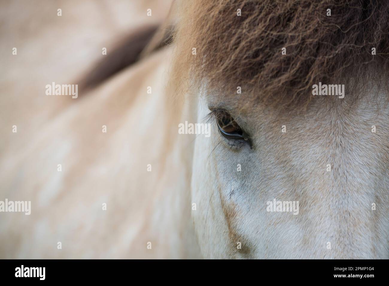 Gros plan d'un cheval islandais ; Akureyri, Islande Banque D'Images
