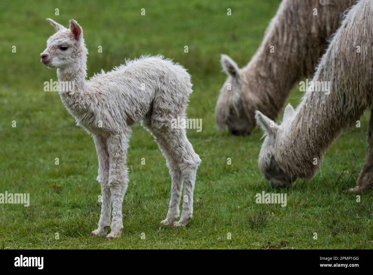 Jeunes lamas avec lamas adultes en pâturage (lama glama) ; Cusco, Saksaywaman, Pérou Banque D'Images