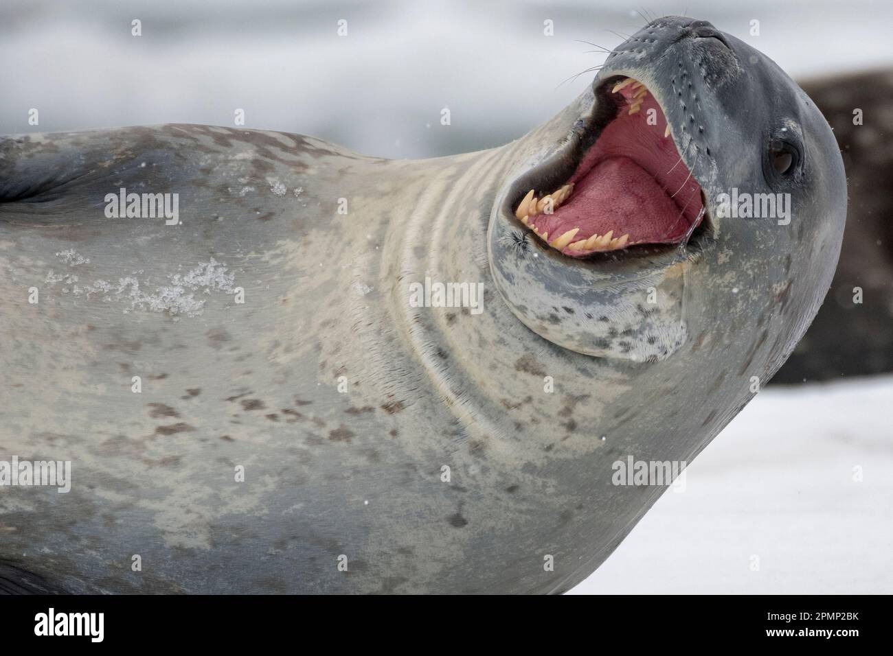 Phoque léopard (Hydrurga leptonyx) reposant sur un iceberg avec sa bouche ouverte dans une expression ; île de Couverville, Antarctique Banque D'Images