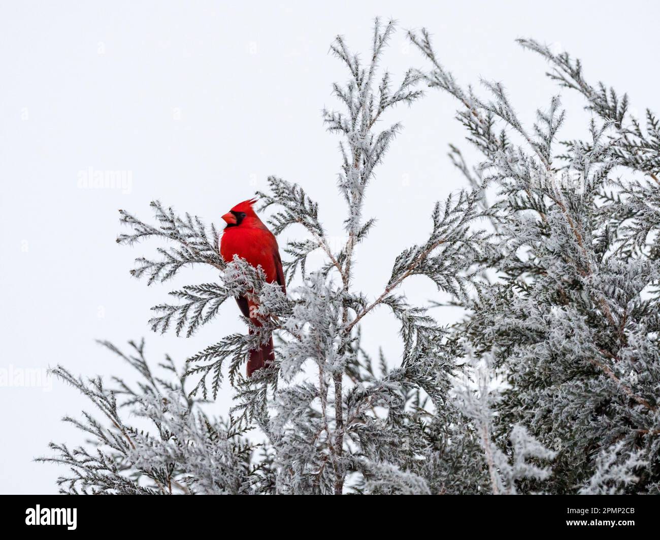 Cardinal mâle (Cardinalis cardinalis) avec givre sur arborvitae ; Minnesota, États-Unis d'Amérique Banque D'Images
