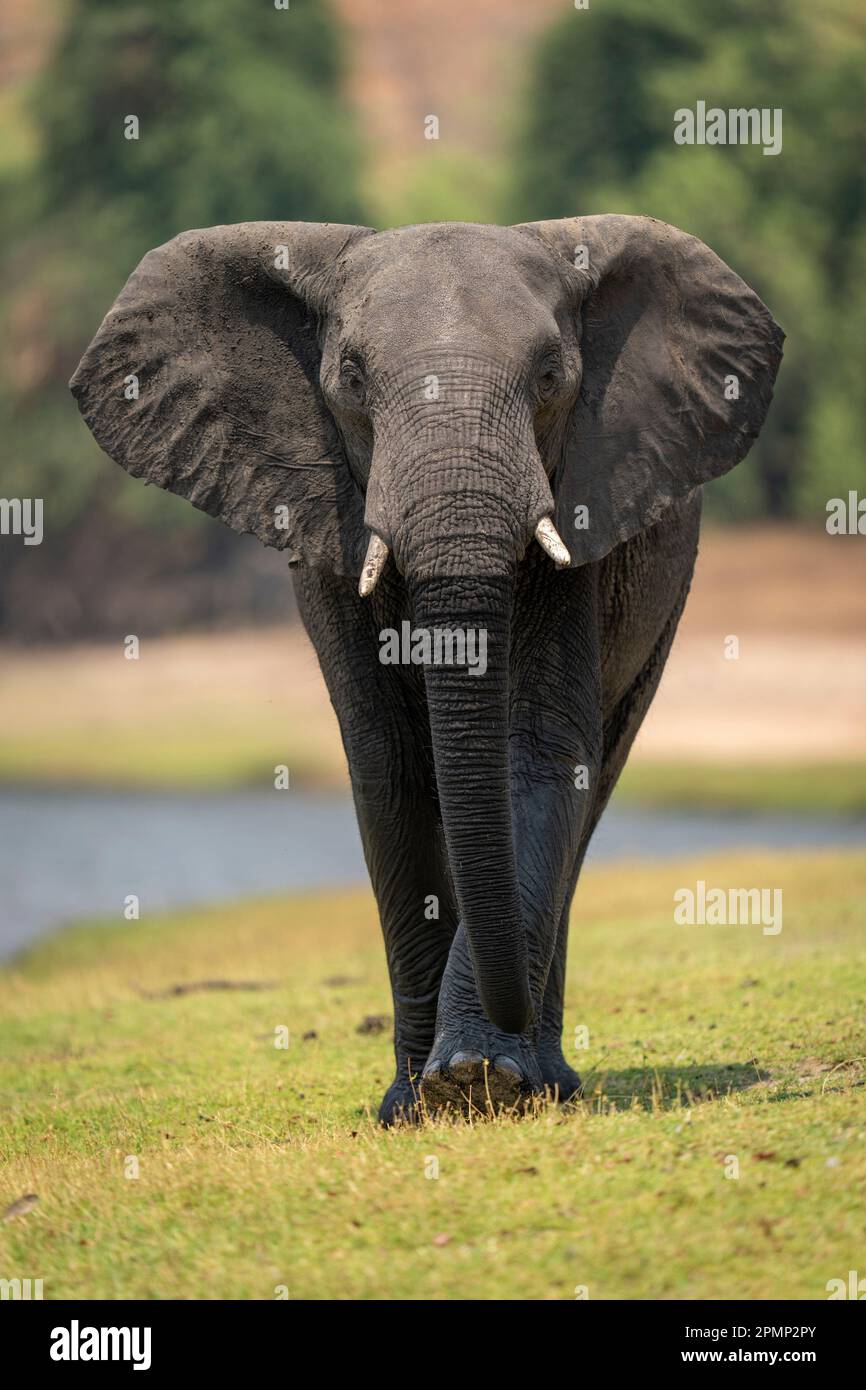 L'éléphant d'Afrique (Loxodonta africana) descend les berges de la rivière jusqu'à la caméra, parc national de Chobe ; Chobe, Botswana Banque D'Images
