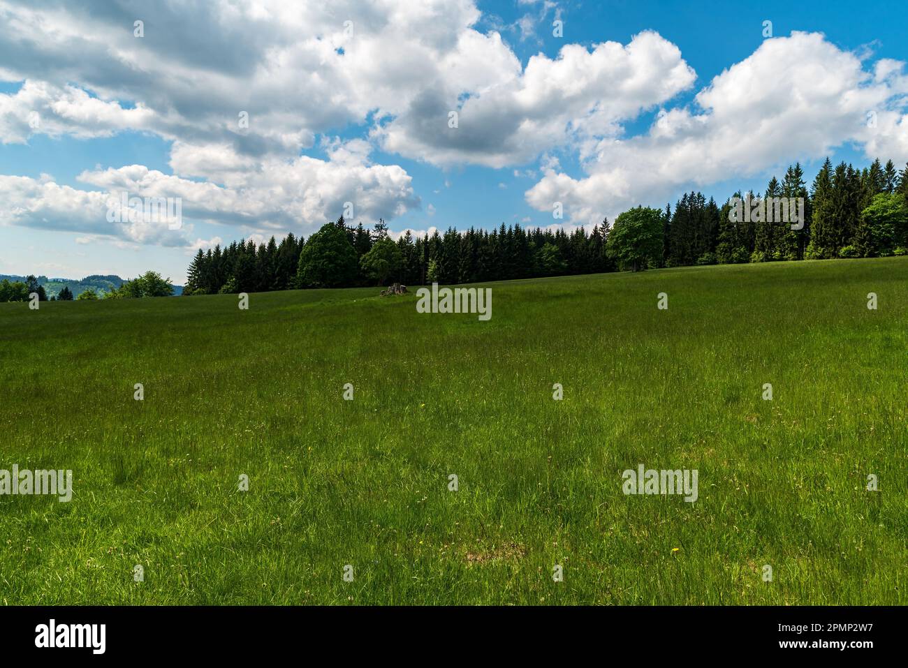Pré printanière avec arbres autour et ciel bleu avec des nuages moelleux Lysa hora dans les montagnes Moravskoslezske Beskydy en République tchèque Banque D'Images