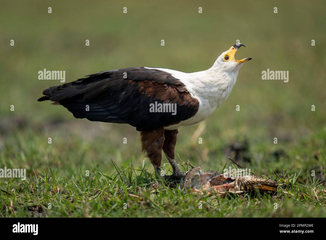 L'aigle poisson africain (Haliaeetus vocifer) lève la tête pour faire escale dans le parc national de Chobe ; Chobe, Botswana Banque D'Images