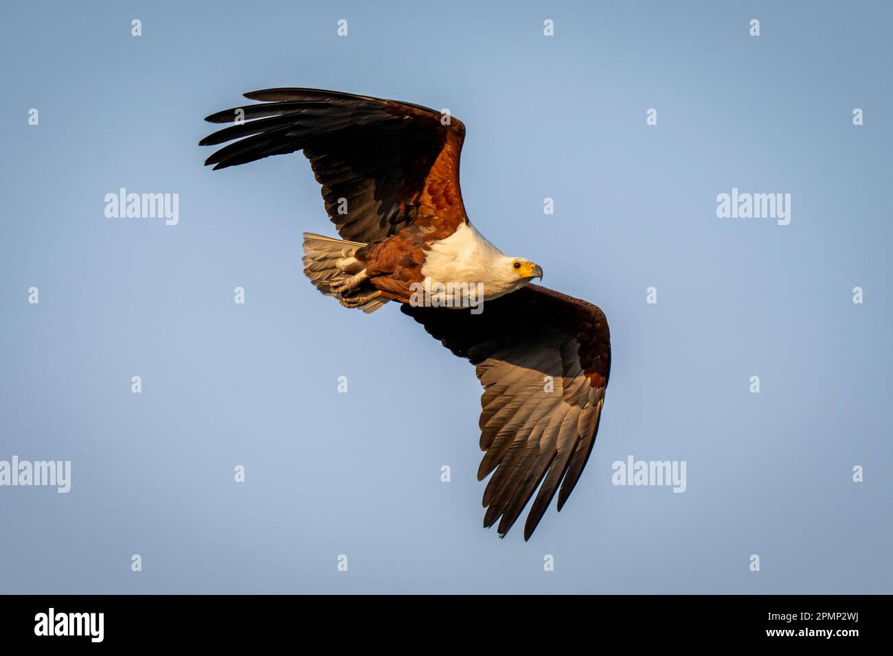 Aigle poisson africain (Haliaeetus vocifer) volant dans le ciel bleu dans le parc national de Chobe ; Chobe, Botswana Banque D'Images