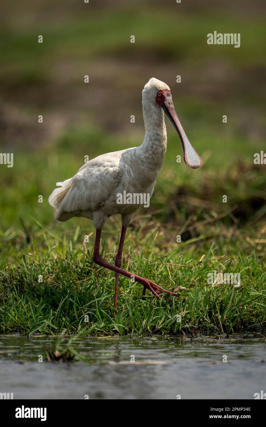 La spatule africaine (Platalea alba) se promène dans l'herbe le long de la rive du fleuve dans le parc national de Chobe ; Chobe, Botswana Banque D'Images