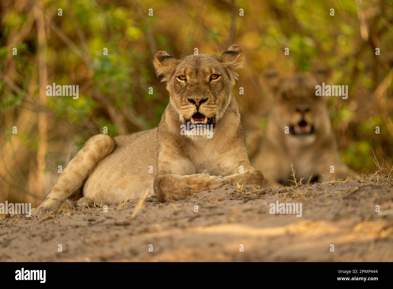 La lionne (Panthera leo) se trouve avec la bouche ouverte de la caméra d'observation dans le parc national de Chobe ; Chobe, Botswana Banque D'Images