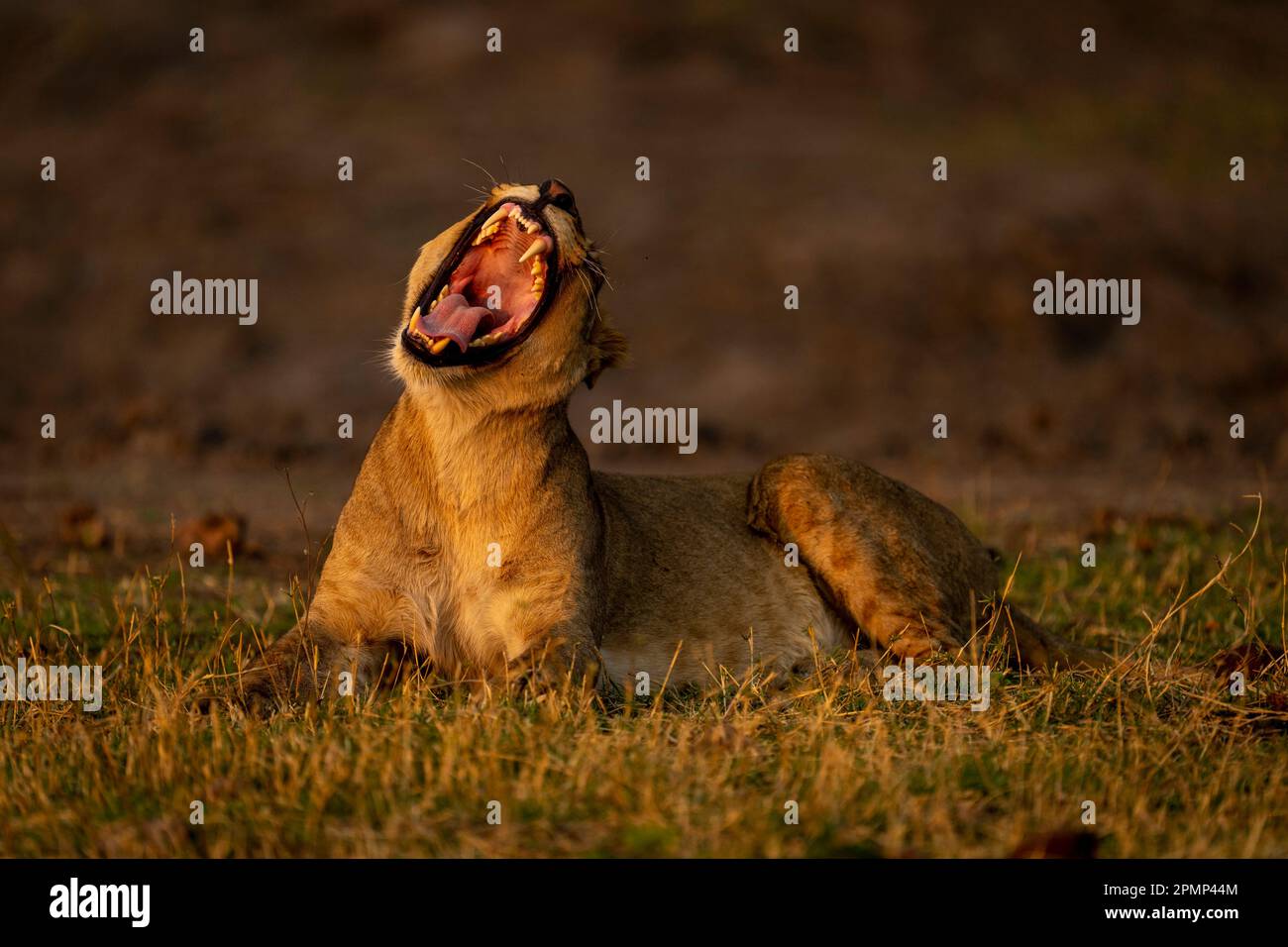 La lionne (Panthera leo) se trouve dans l'herbe bâillant la tête en se tordant dans le parc national de Chobe ; Chobe, Botswana Banque D'Images