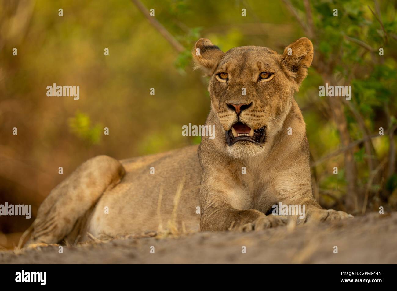 La lionne (Panthera leo) se trouve sous la brousse avec la bouche ouverte dans le parc national de Chobe ; Chobe, Botswana Banque D'Images