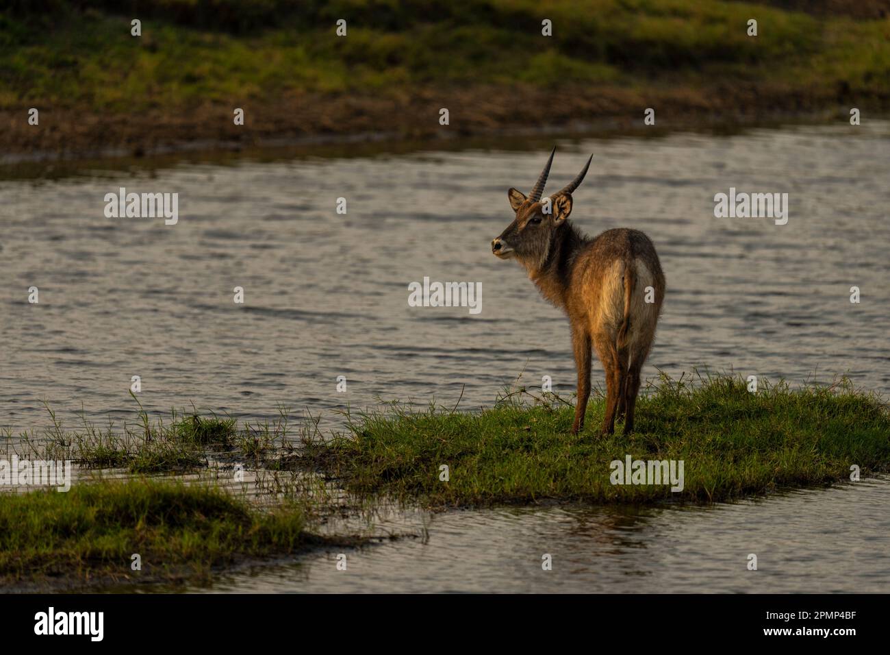 Mâles (Kobus ellipsiprymnus) se trouve sur l'île fluviale du parc national de Chobe ; Chobe, Botswana Banque D'Images