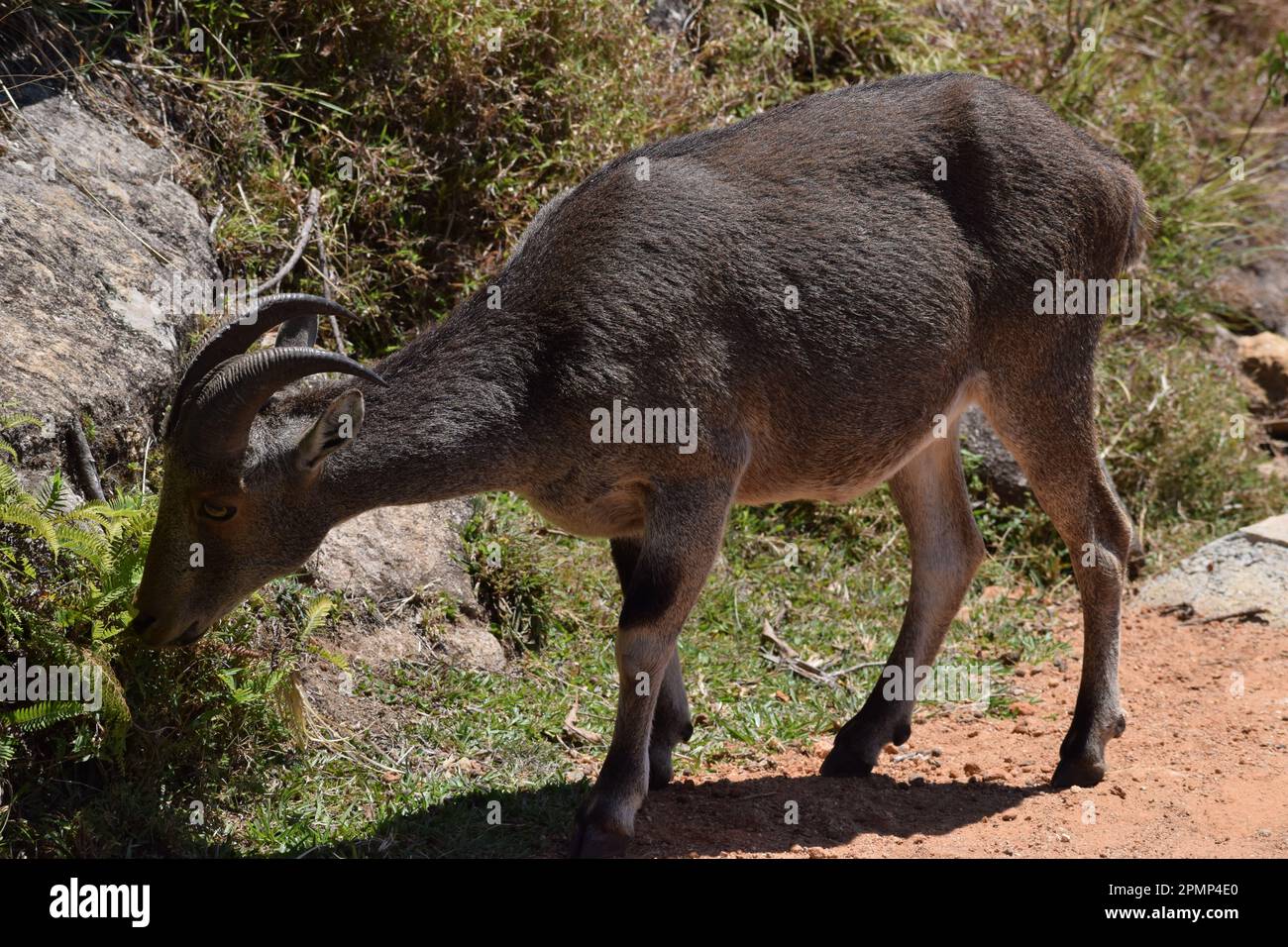 Vue rapprochée sur le pâturage de Mountain Goat Banque D'Images