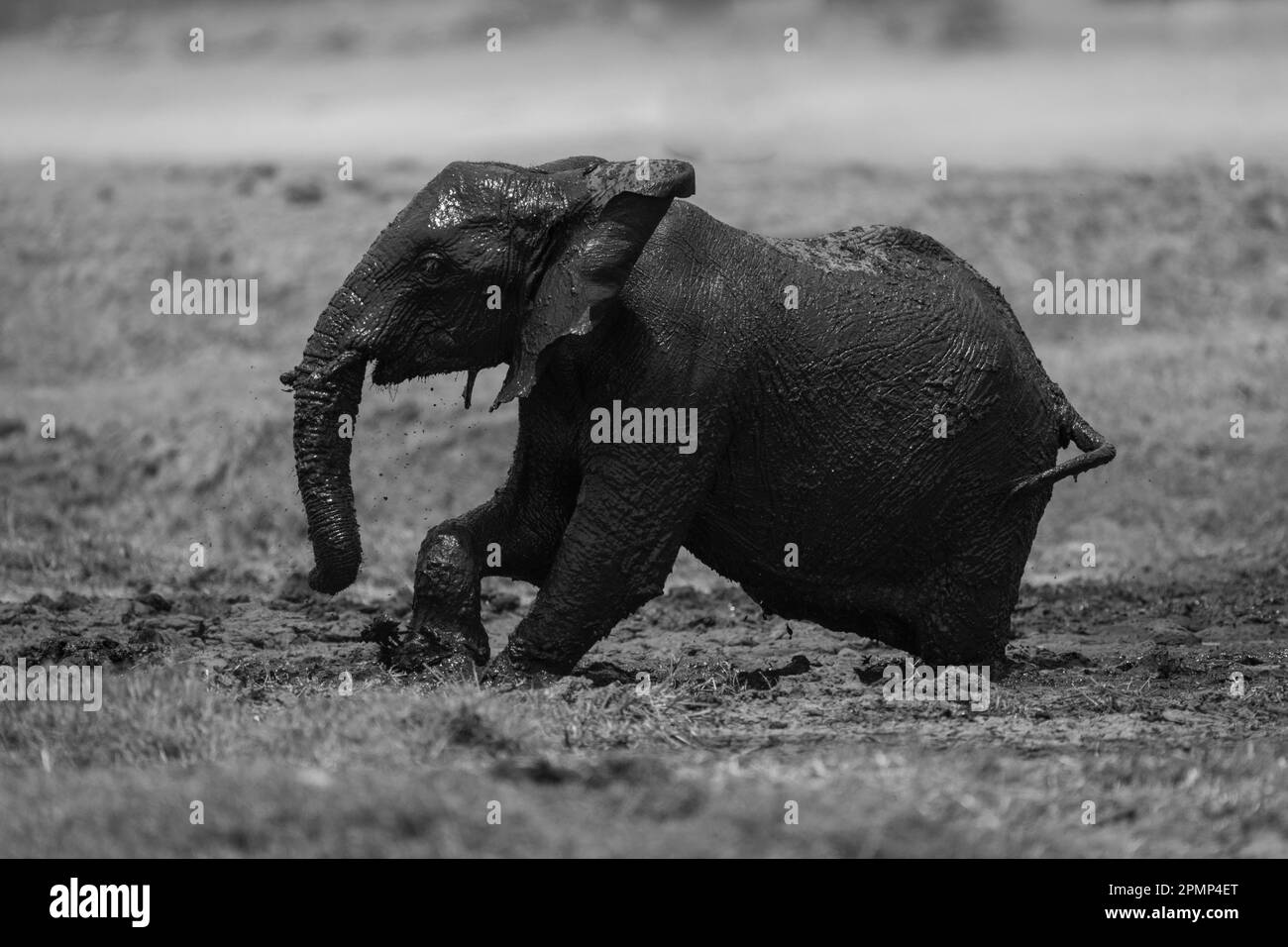Monochromatique d'un bébé éléphant d'Afrique (Loxodonata africana) luttant dans la boue dans le parc national de Chobe ; Chobe, Botswana Banque D'Images