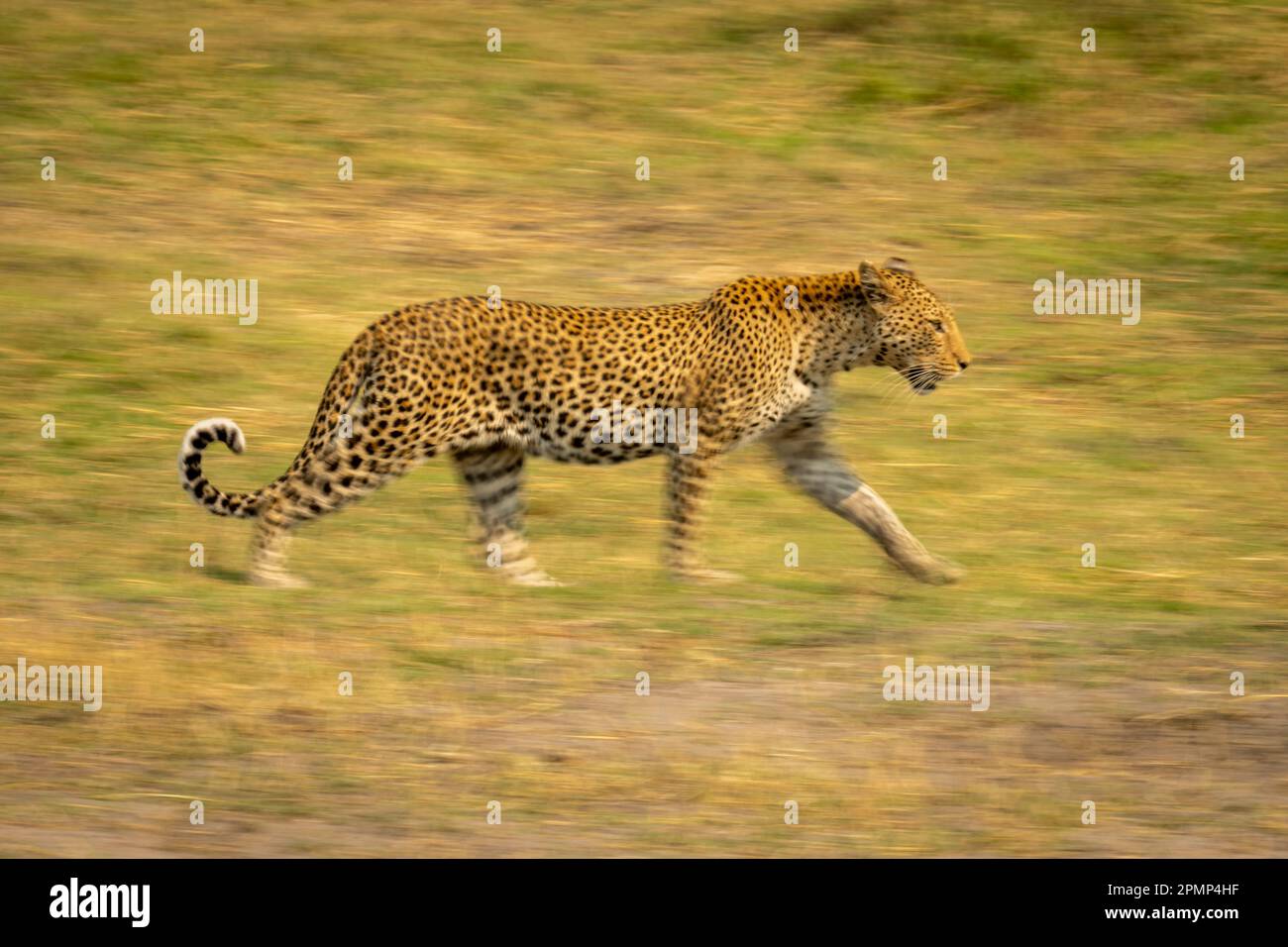 Balayage lent de léopard femelle (Panthera pardus) traversant la plaine inondable dans le parc national de Chobe ; Chobe, Botswana Banque D'Images