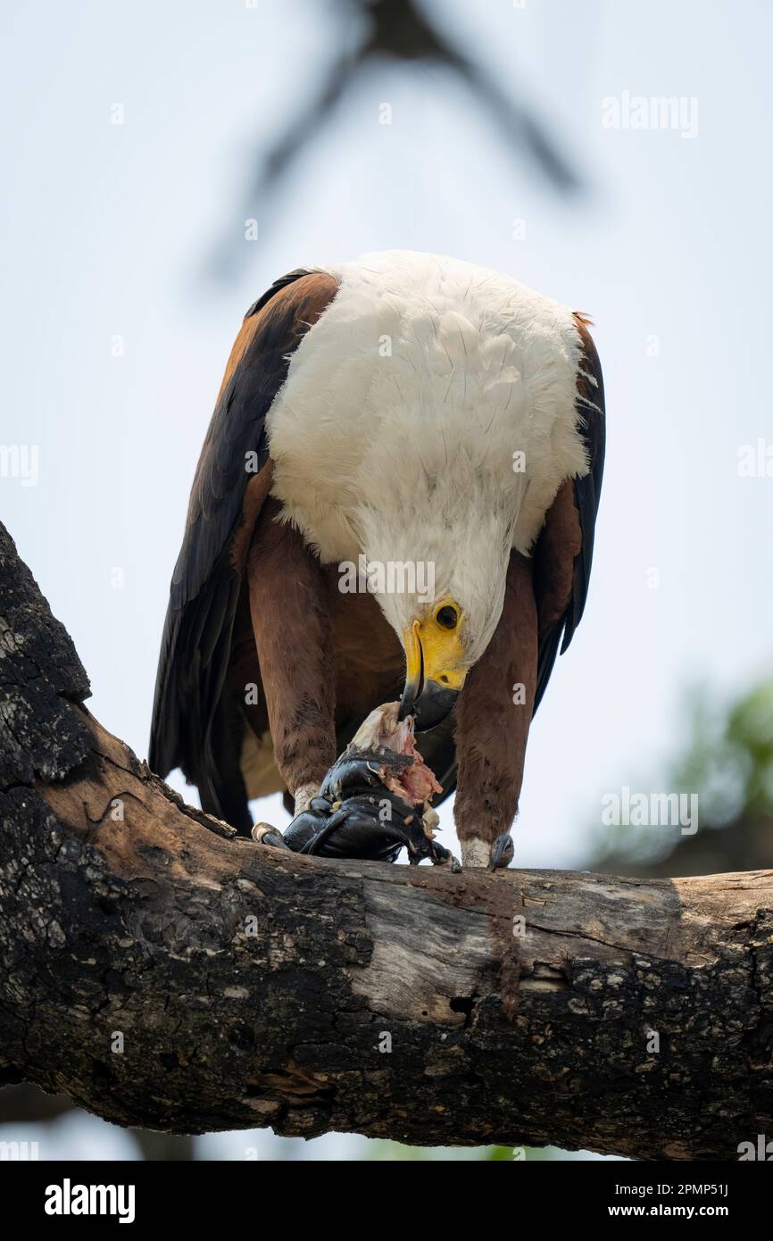 Le poisson aigle africain (Haliaeetus vocifer) mange du poisson sur branche dans le parc national de Chobe ; Chobe, Botswana Banque D'Images