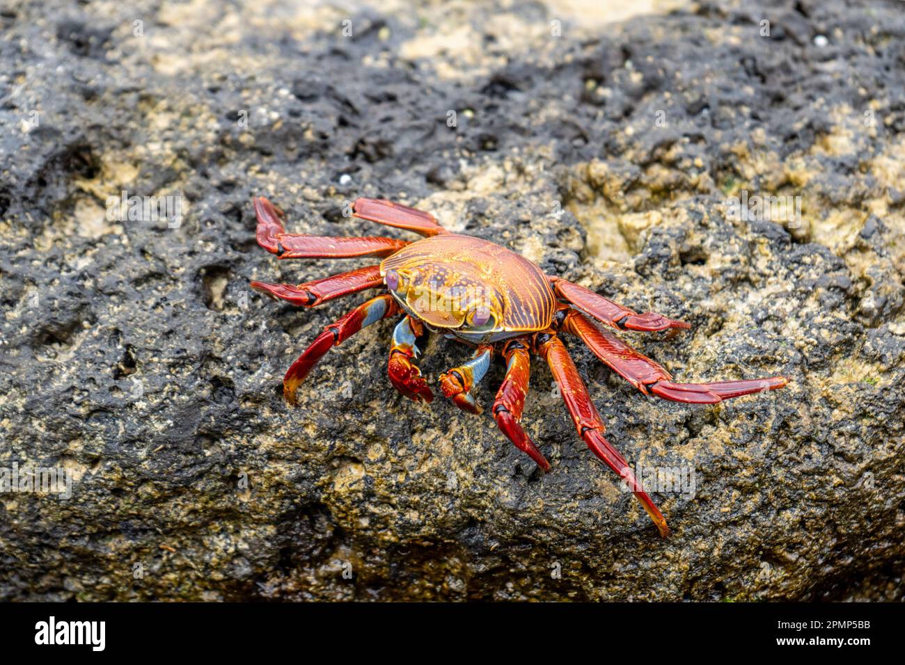 Sally Lightfoot Crab sur les rochers côtiers de l'île de Santa Cruz Galapagos Equateur Banque D'Images