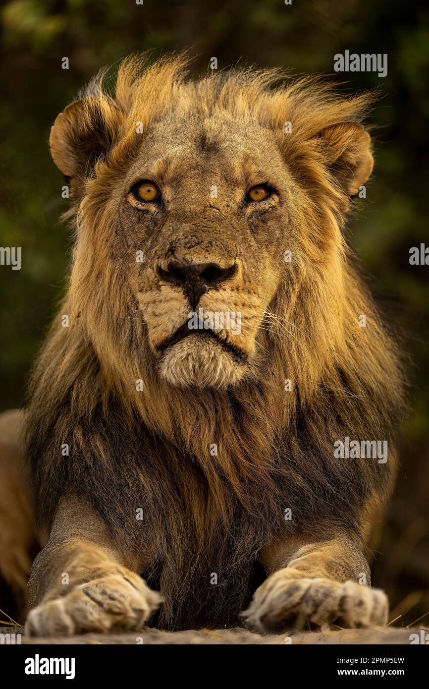 Gros plan d'un lion mâle (Panthera leo) allongé face à la lentille dans le parc national de Chobe ; Chobe, Botswana Banque D'Images