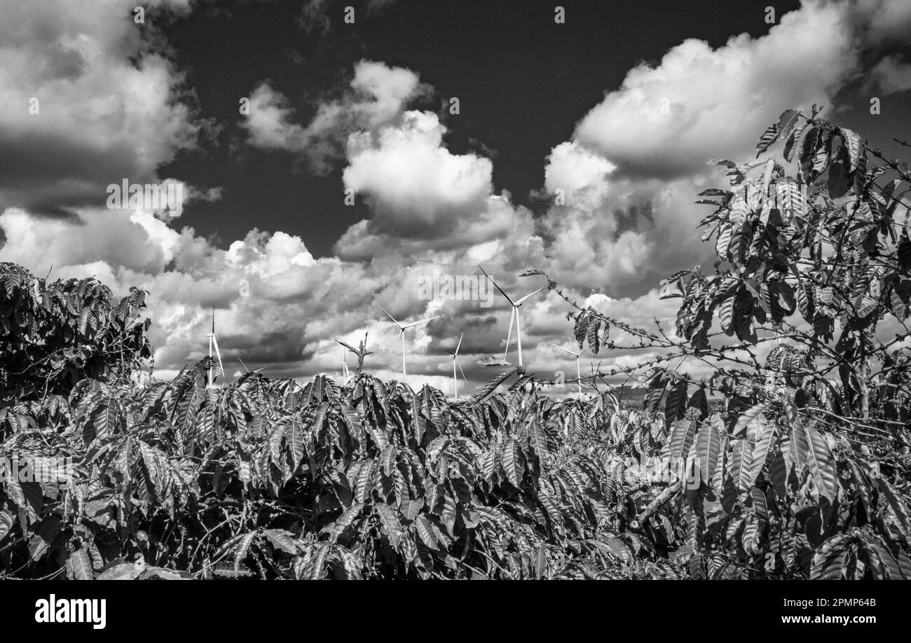 Éoliennes géantes vues derrière des caféiers qui poussent dans la province de Gia Lai, dans les Highlands centraux du Vietnam. Banque D'Images